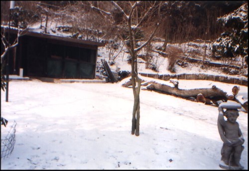 Shed in Winter